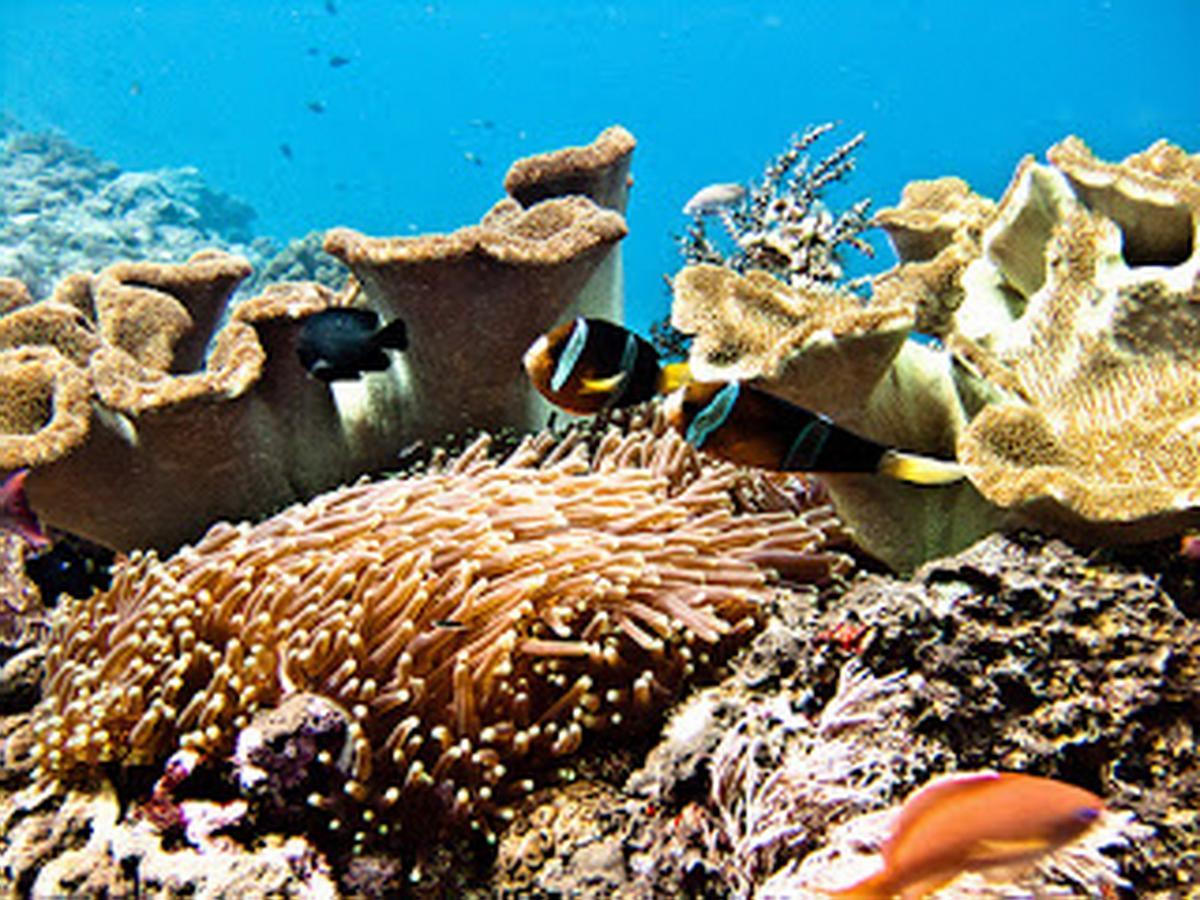 Lembongan Hostel Nusa Lembongan Exteriör bild